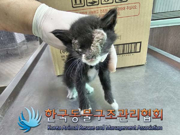 한국동물구조관리협회_441560202400604