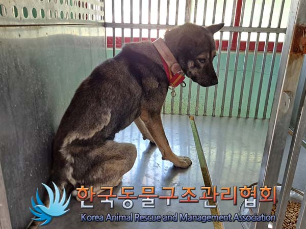 한국동물구조관리협회_441409202400844