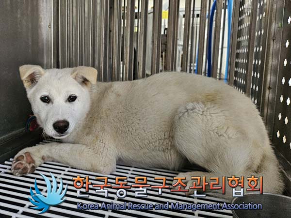 한국동물구조관리협회_441406202400974