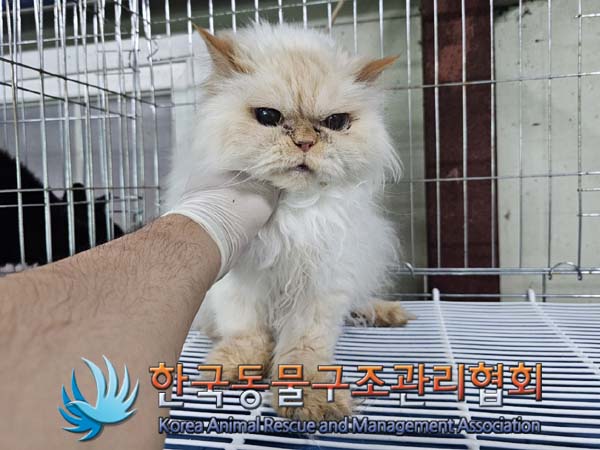 종료(입양) 페르시…