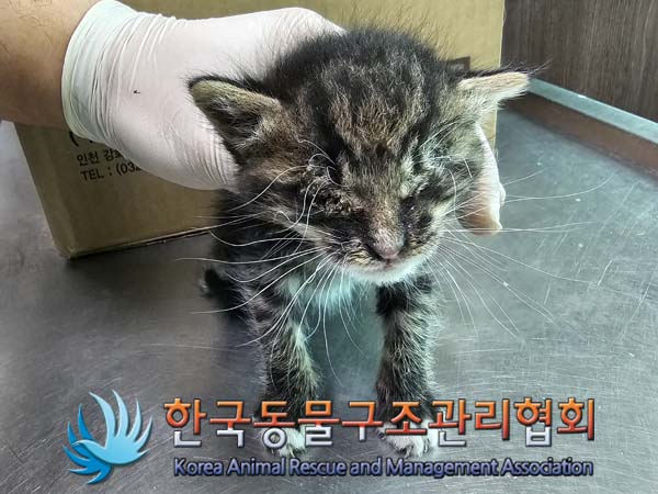 종료(자연사) 한국…
