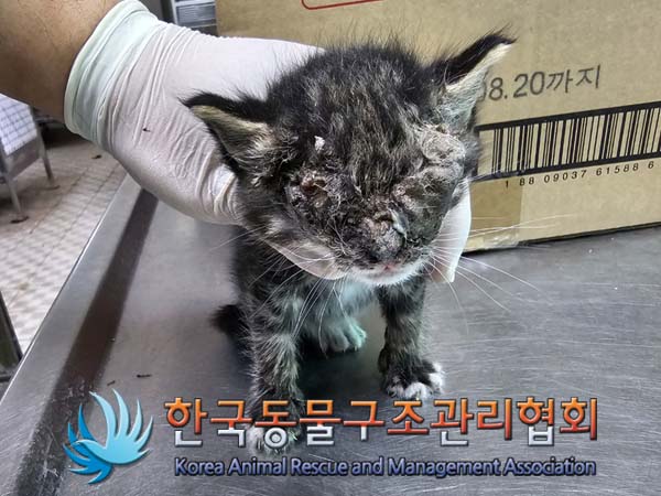 한국동물구조관리협회_441560202400606