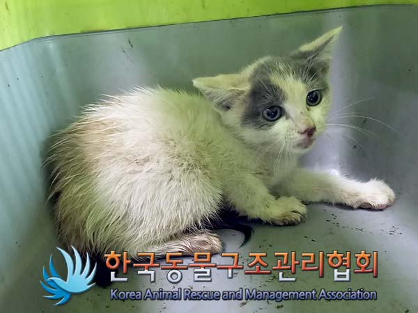 한국동물구조관리협회_411318202400221