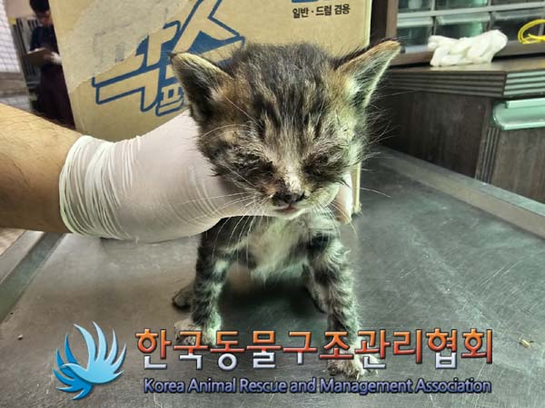 종료(자연사) 한국…