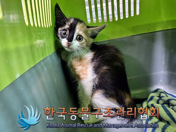 종료(입양) 한국 …