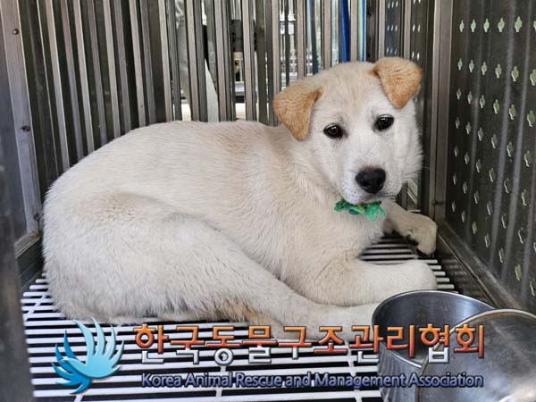 종료(안락사) 믹스…