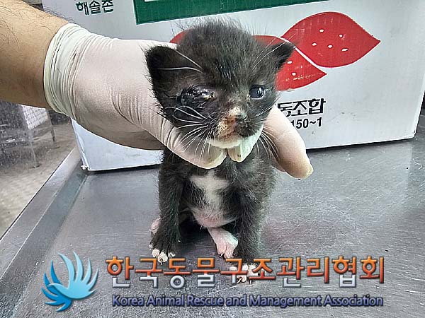 한국동물구조관리협회_441560202400609