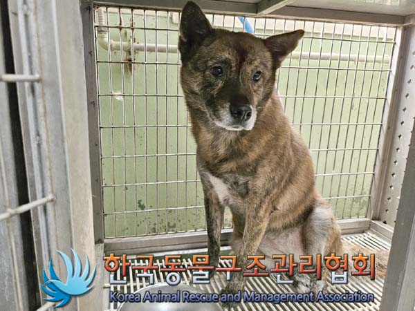 보호중 믹스견의 가…