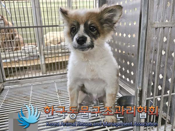 한국동물구조관리협회_441560202400621