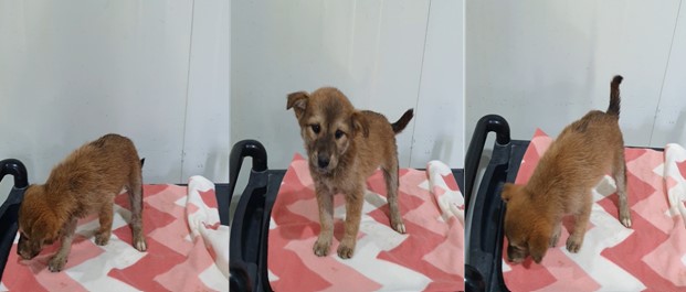 부산동물보호센터_426326202400221