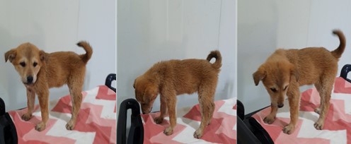 종료(자연사) 믹스…