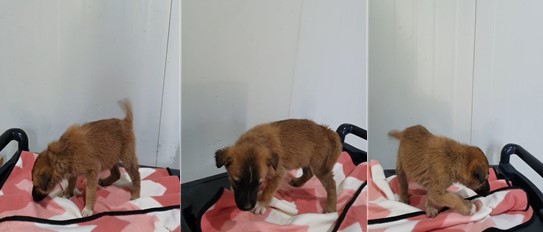종료(입양) 믹스견…