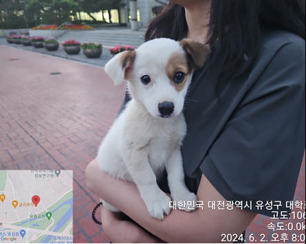 종료(입양) 믹스견…