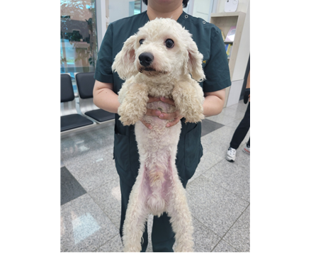 보호중 푸들의 가족…