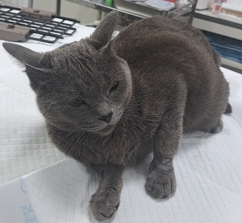 종료(입양) 러시안…