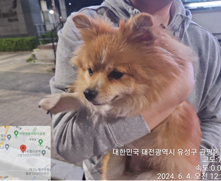 종료(반환) 믹스견…