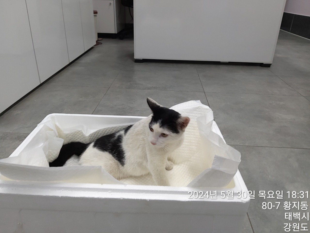 종료(입양) 한국 …
