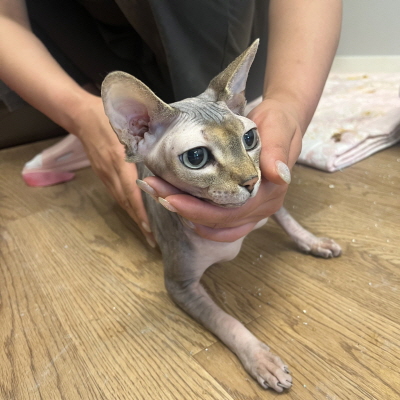 종료(입양) 스핑크…