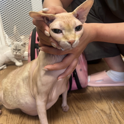 종료(입양) 스핑크…
