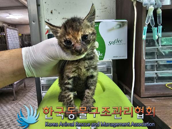 종료(입양) 한국 …