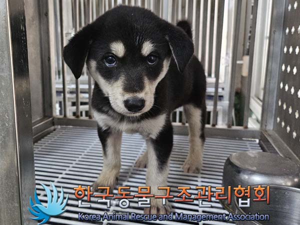 보호중 믹스견의 가…