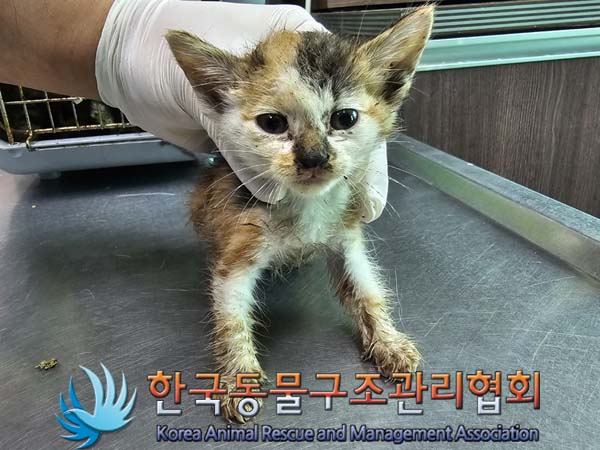 종료(자연사) 한국…