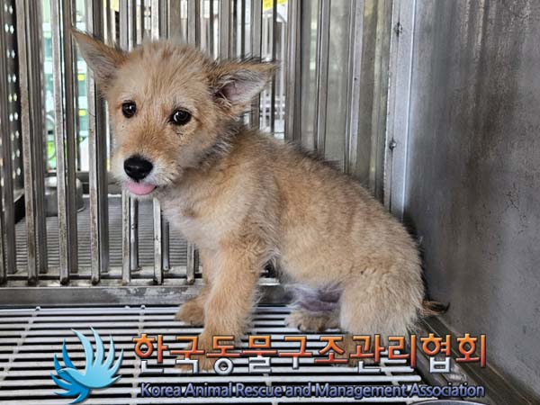 종료(입양) 믹스견…