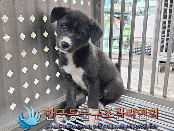 한국동물구조관리협회_411306202400494