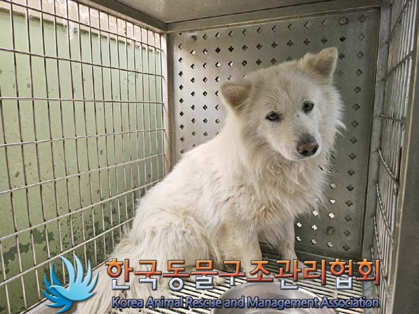 종료(안락사) 믹스…