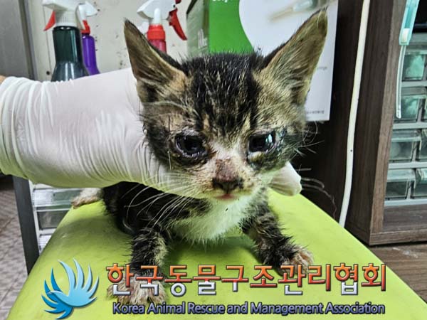 종료(자연사) 한국…
