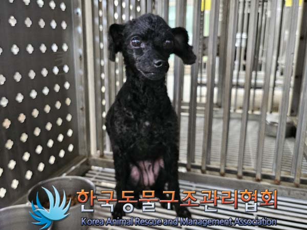 종료(안락사) 푸들…