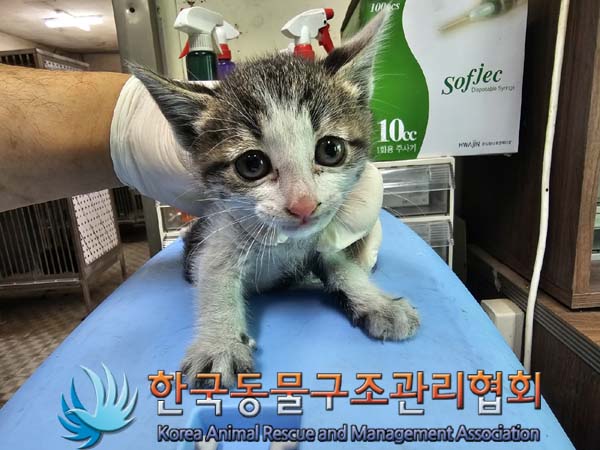 종료(입양) 한국 …