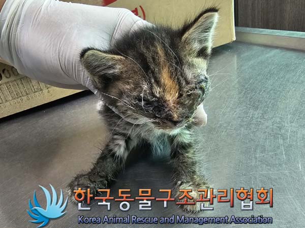 종료(자연사) 한국…