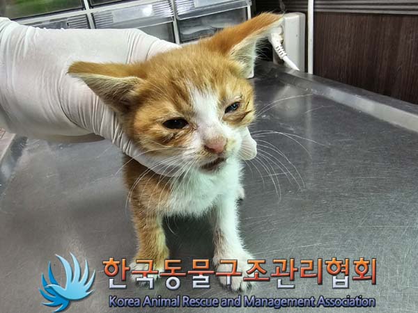 종료(자연사) 한국…