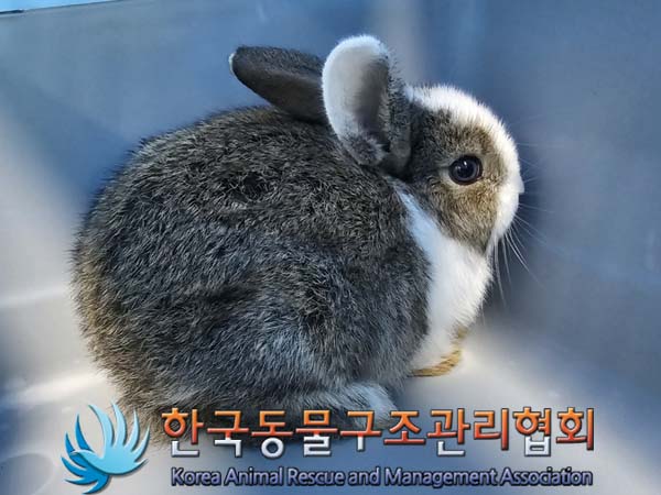 한국동물구조관리협회_411301202400223