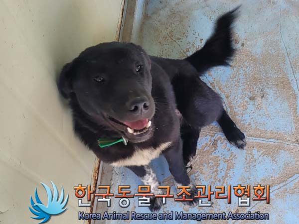 보호중 라브라도 리…