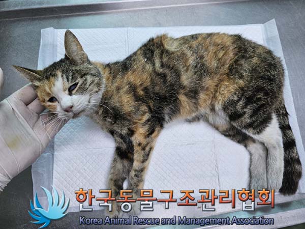 종료(자연사) 한국…