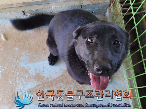 보호중 라브라도 리…