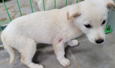 영천유기동물보호센터_447510202400448