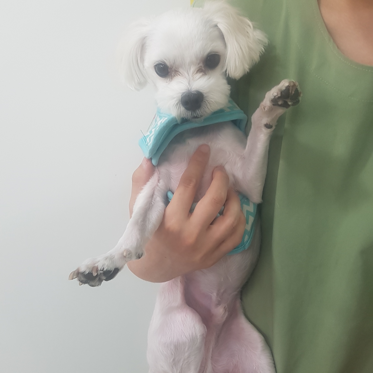 종료(반환) 말티즈…