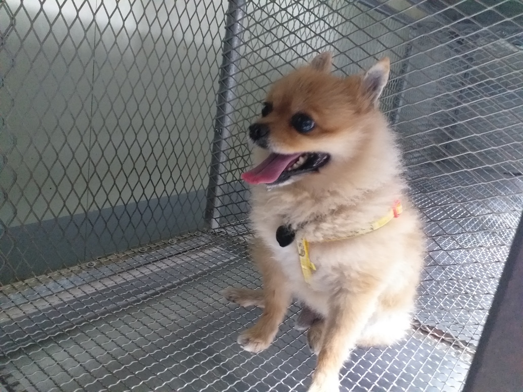 (사)하얀비둘기_426334202400182