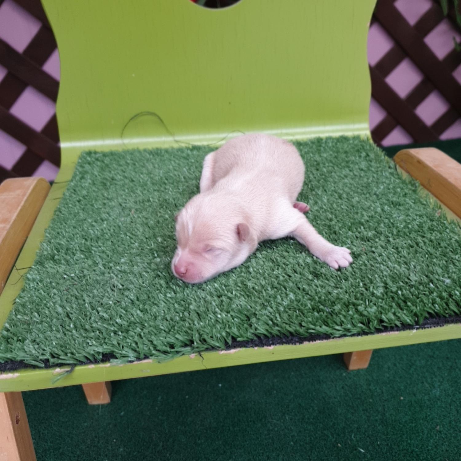 종료(자연사) 믹스…