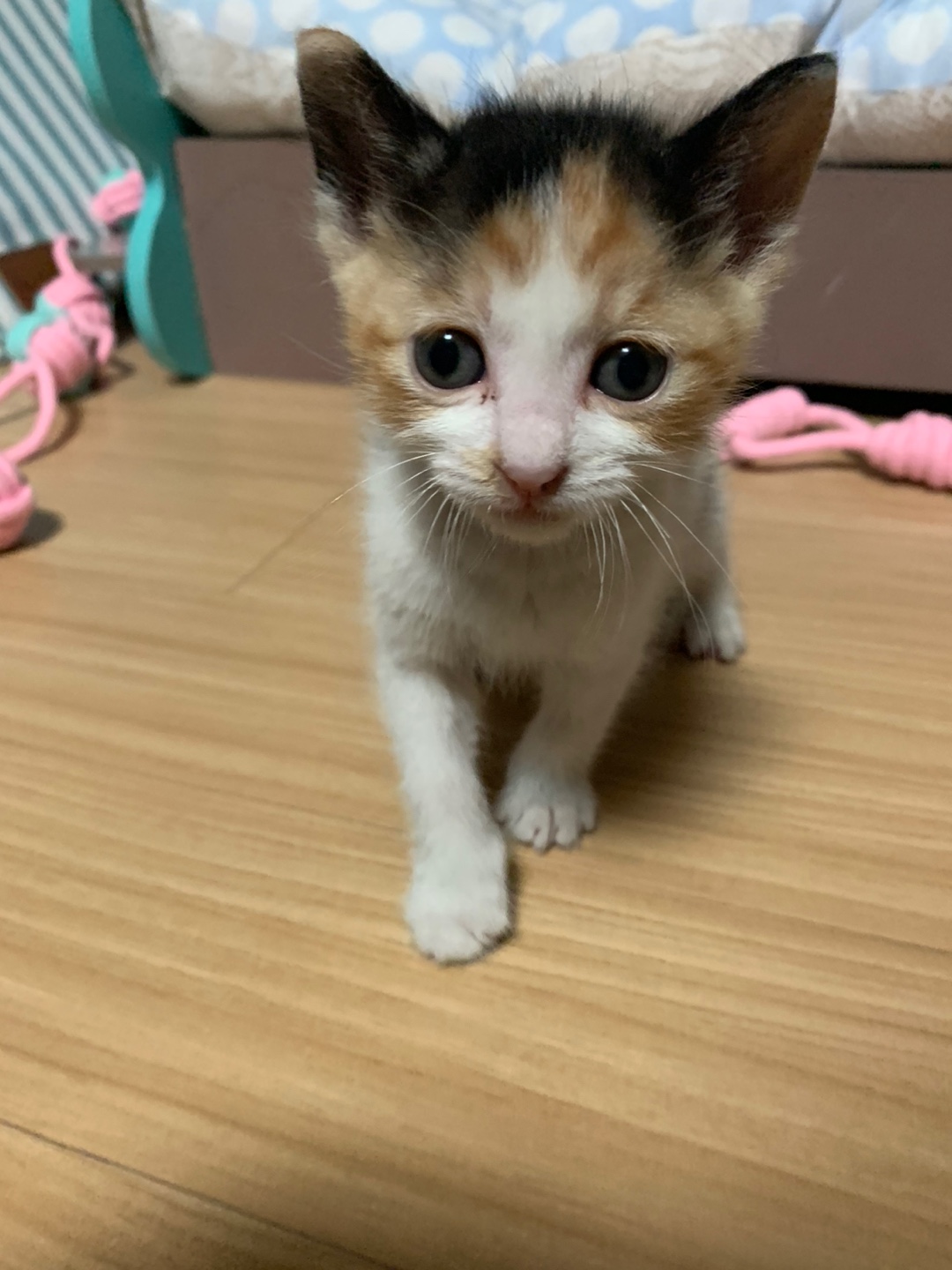 [고양이] 한국 고양이 세종-세종-2024-00207 유기동물 배경 이미지 입니다.