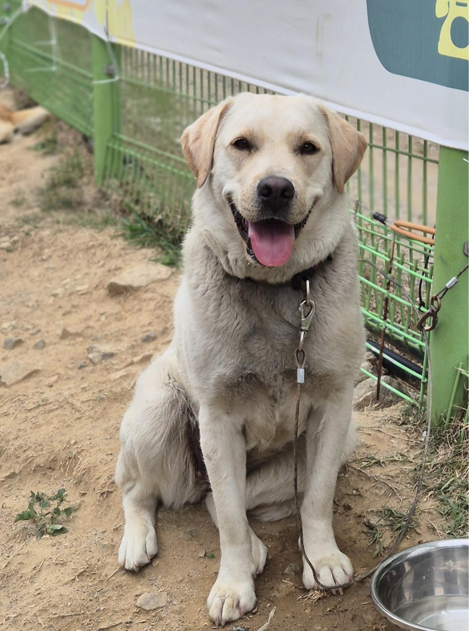 용인시 동물보호센터_441405202401585