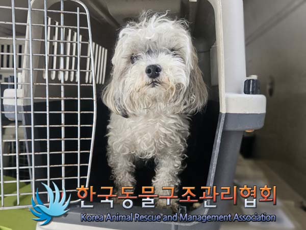 종료(반환) 말티즈…