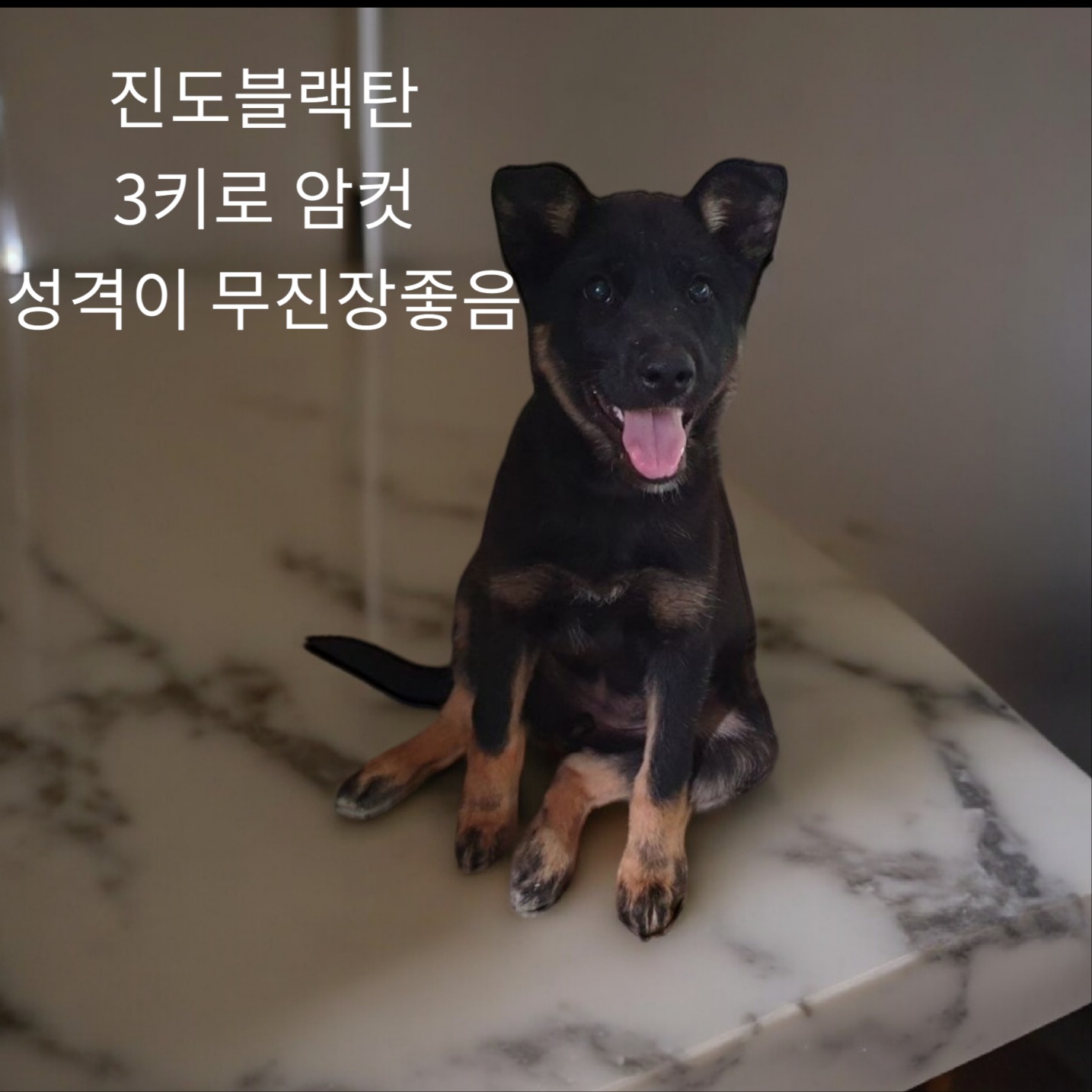 보호중 진도블랙탄의…