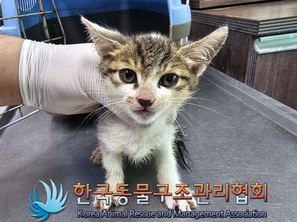 종료(입양) 한국 …