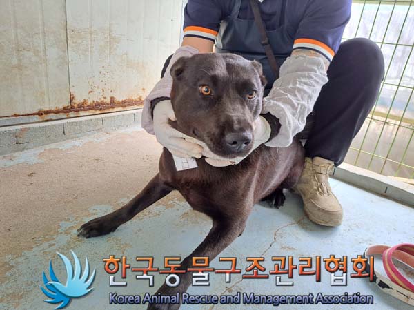 보호중 믹스견의 가…