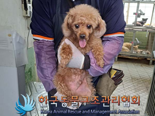 종료(안락사) 푸들…