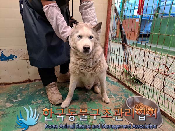 보호중 시베리안 허…